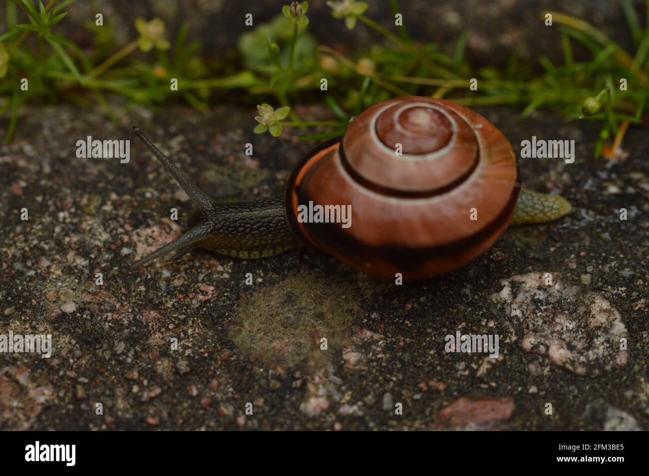 Lumaca che fuoriesce Foto Stock