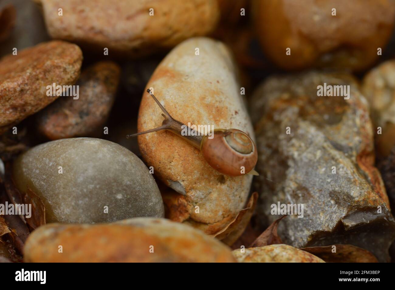 Piccole e carine chiocciola arrampicata pietre Foto Stock