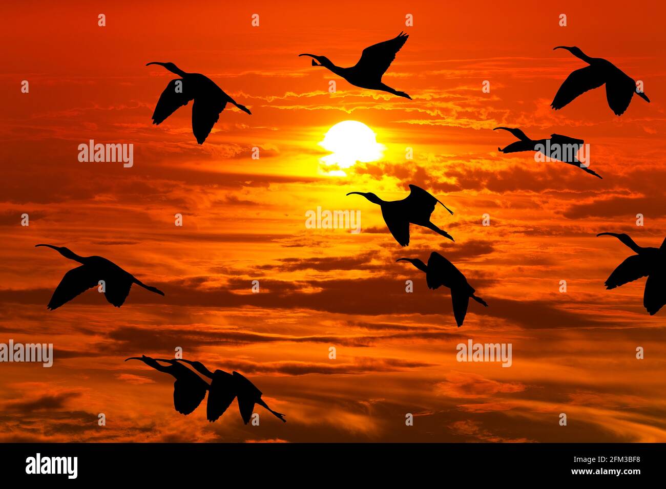 Un gregge di uccelli sono Flying silhouette contro UN vibrante Tramonto arancione Foto Stock