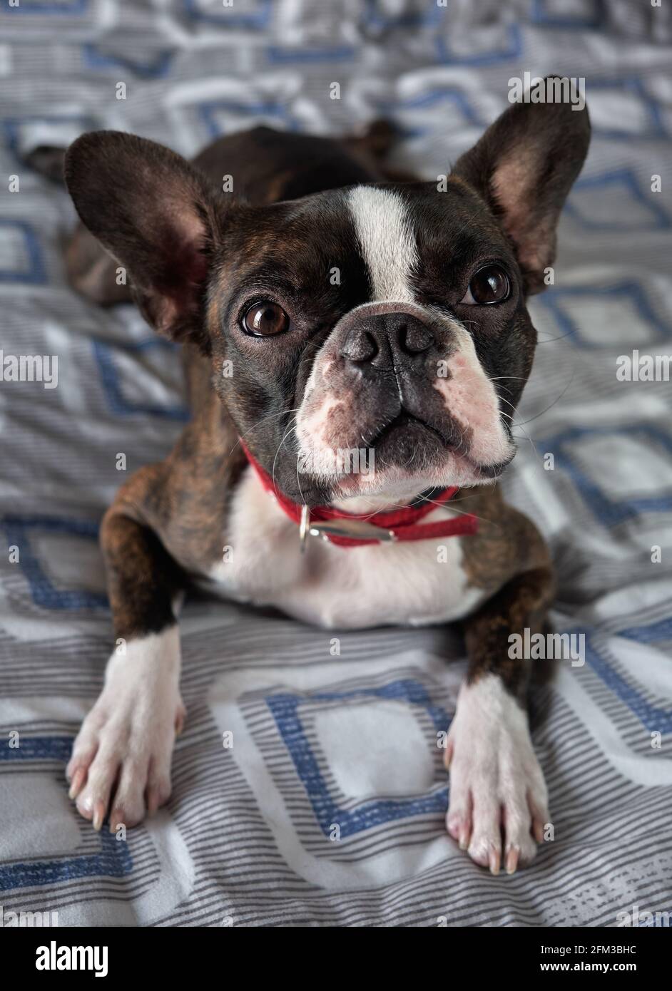 Closeup ritratto di bella boston terrier pura razza divertente faccia, posa a letto, guardando in su Foto Stock