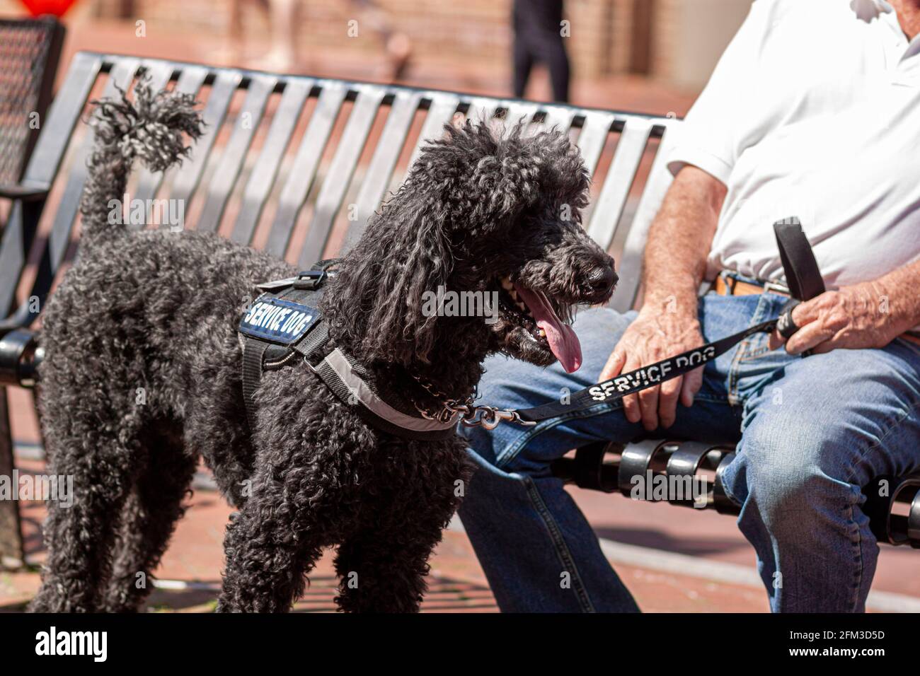 Primo piano immagine di un cane di servizio poodle nero, appositamente addestrato per aiutare e anziani caucasici con disabilità. L'uomo anziano tiene il guinzaglio di t Foto Stock