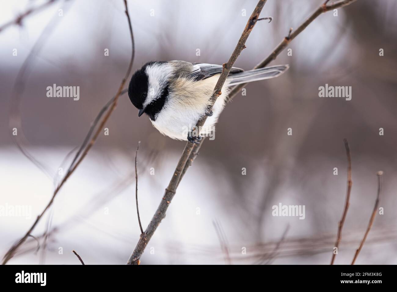 Chickadee con tappo nero (Mésange à tête noire - atricapillus di Poecile) In Québec inverno Foto Stock
