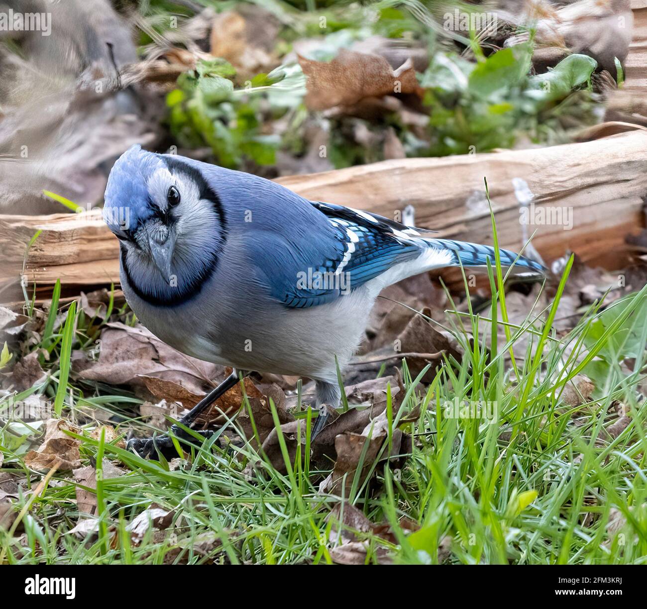 Blue Jay nordamericano ( Cyanocitta Cristata ) Vista laterale in piedi su erba con testa bombata che guarda Fotocamera Foto Stock