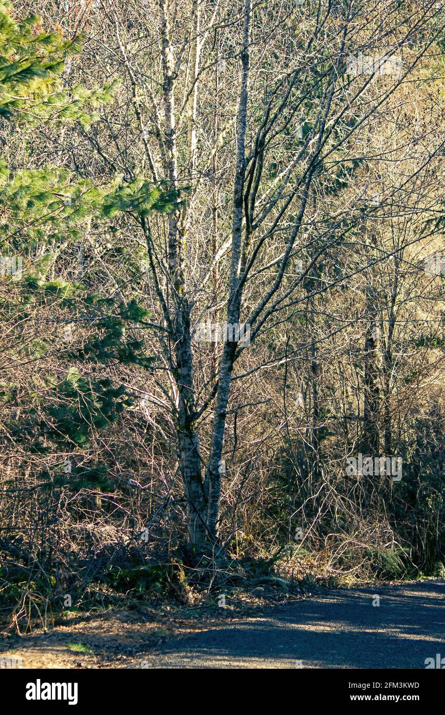 un albero ombreggiato contro una foresta dorata illuminata dal sole che colava leggero Foto Stock