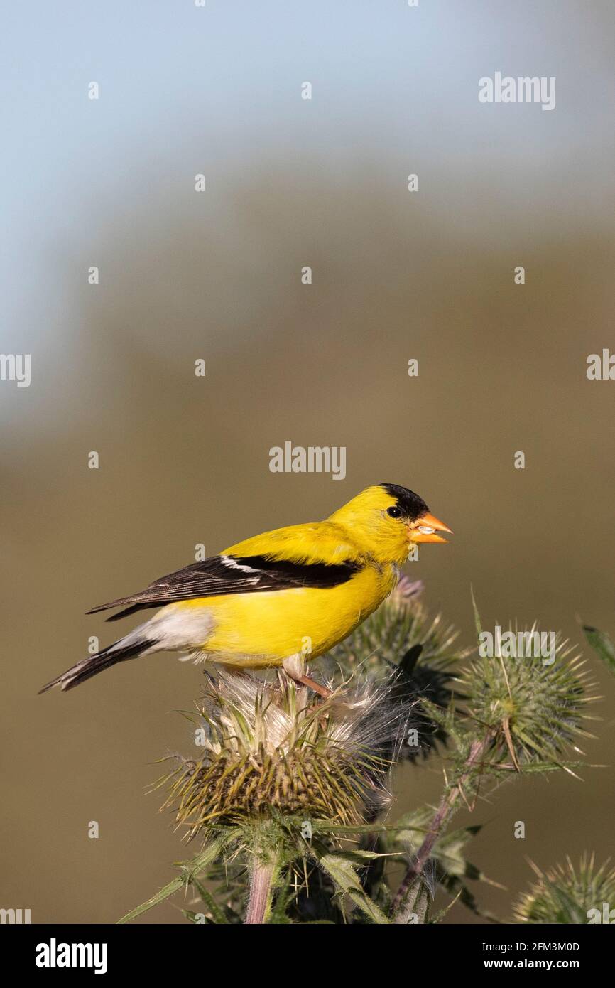 Americano Goldfinch maschio (Spinus tristis) che tiene un seme di cardo in becco dopo averlo estratto dalla testa di seme Foto Stock