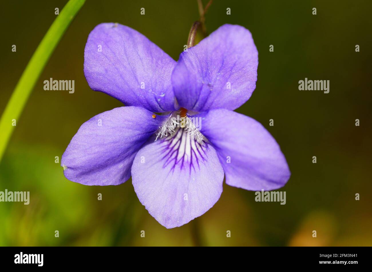 Macro shot di una viola di legno Foto Stock