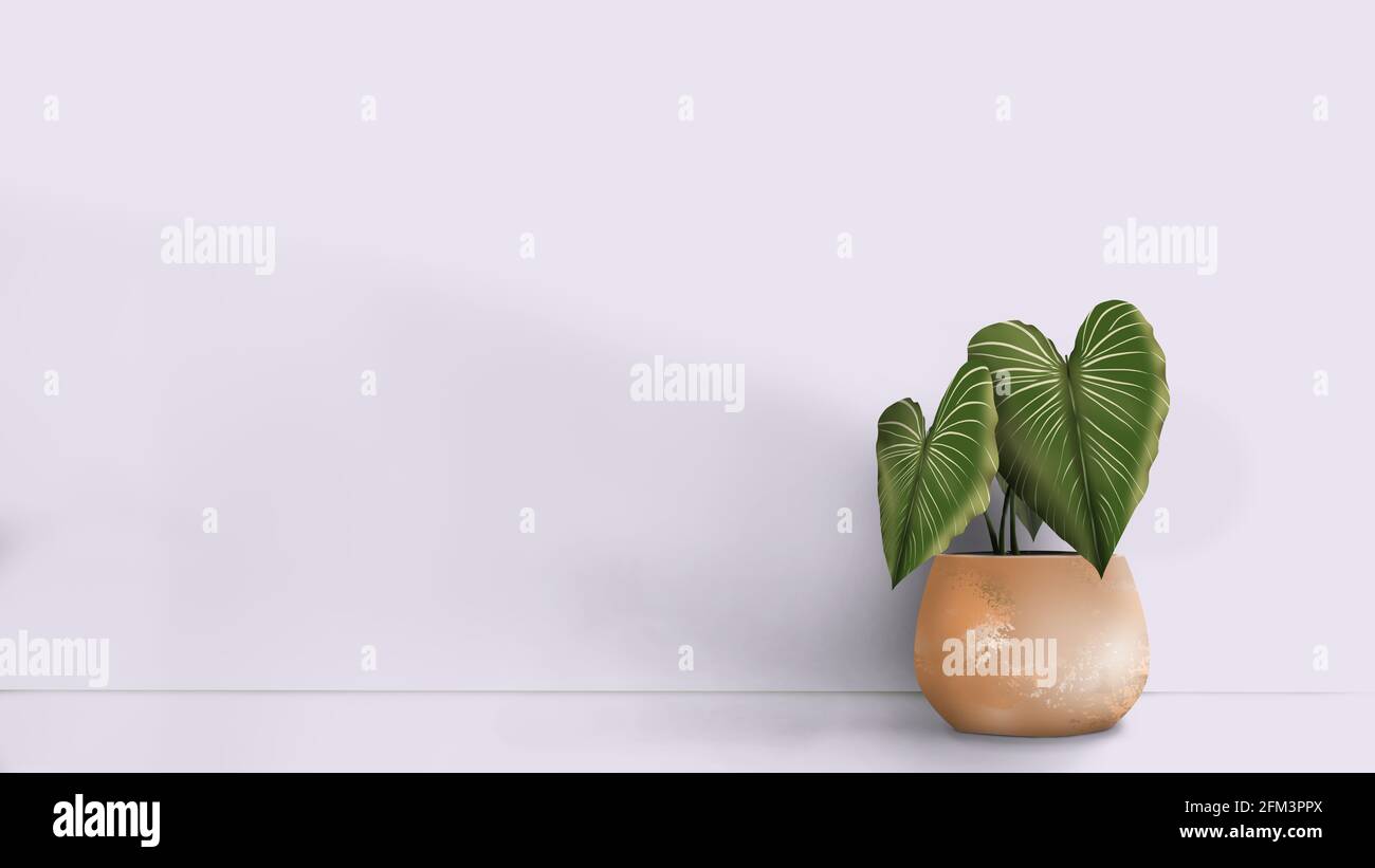 Interno stanza con piante, Philodendron Gloriosum. Vaso d'oro rosa isolato su sfondo bianco. Filodendron interno casa Foto Stock