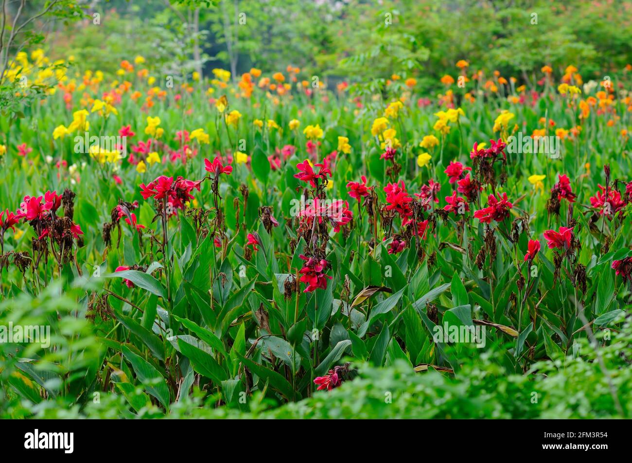 Un giardino lussureggiante con molte piante fiorite Foto Stock