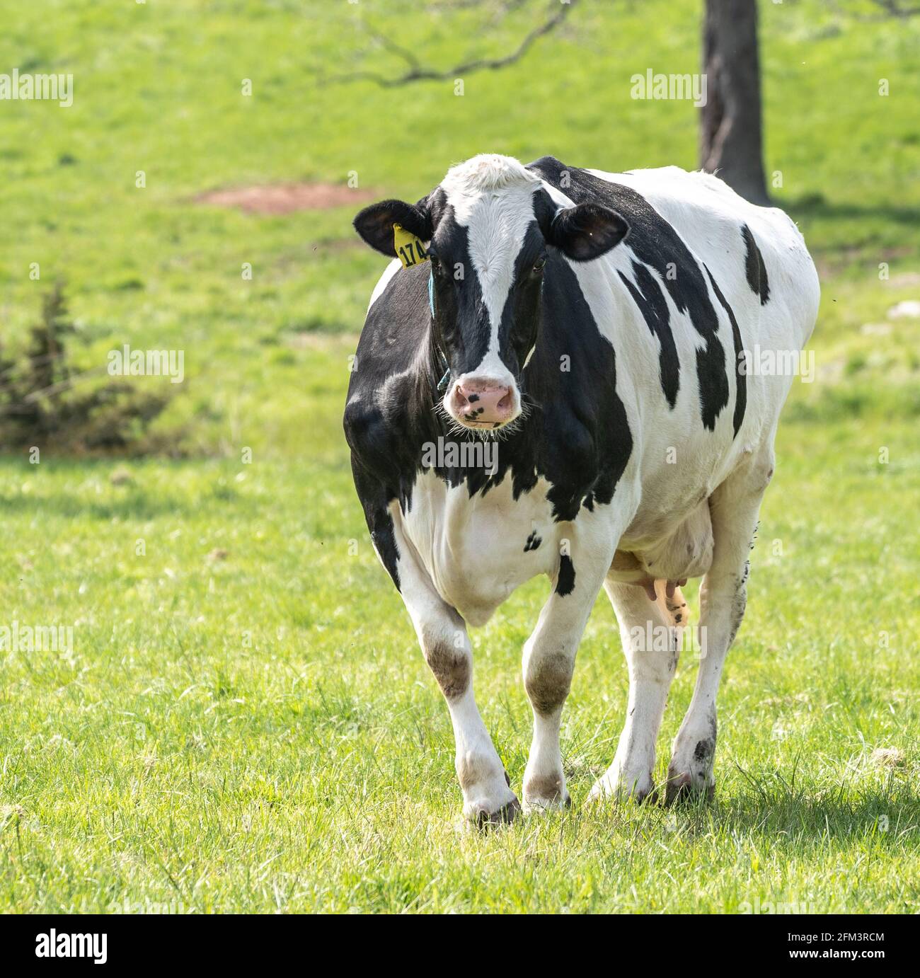 Mucca da latte Holstein che pascolano in prato la mattina di primavera Foto Stock