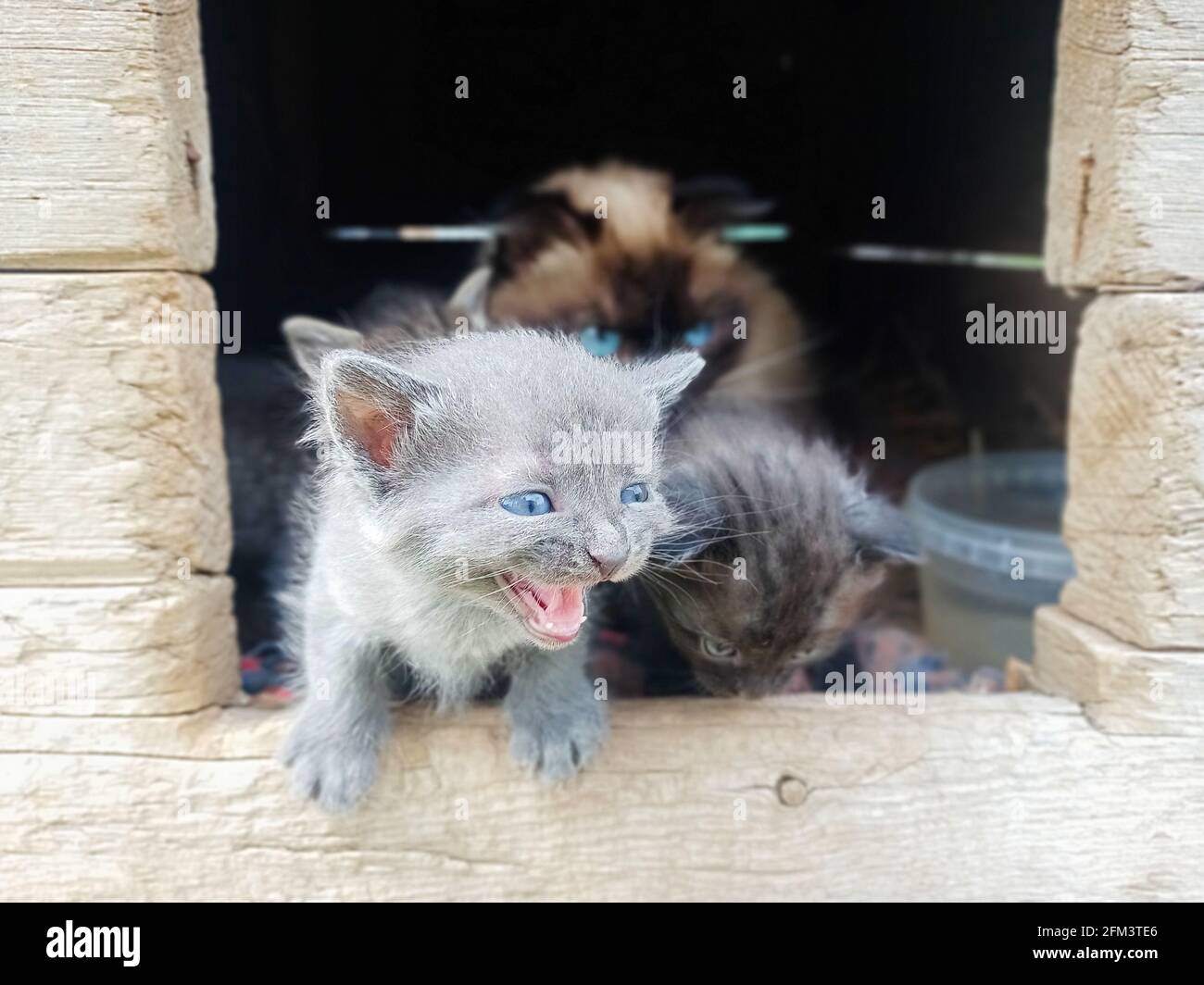 Gatto e piccoli gattini. Cuccioli neonati da vicino. Tre gattini e un gatto. Foto Stock