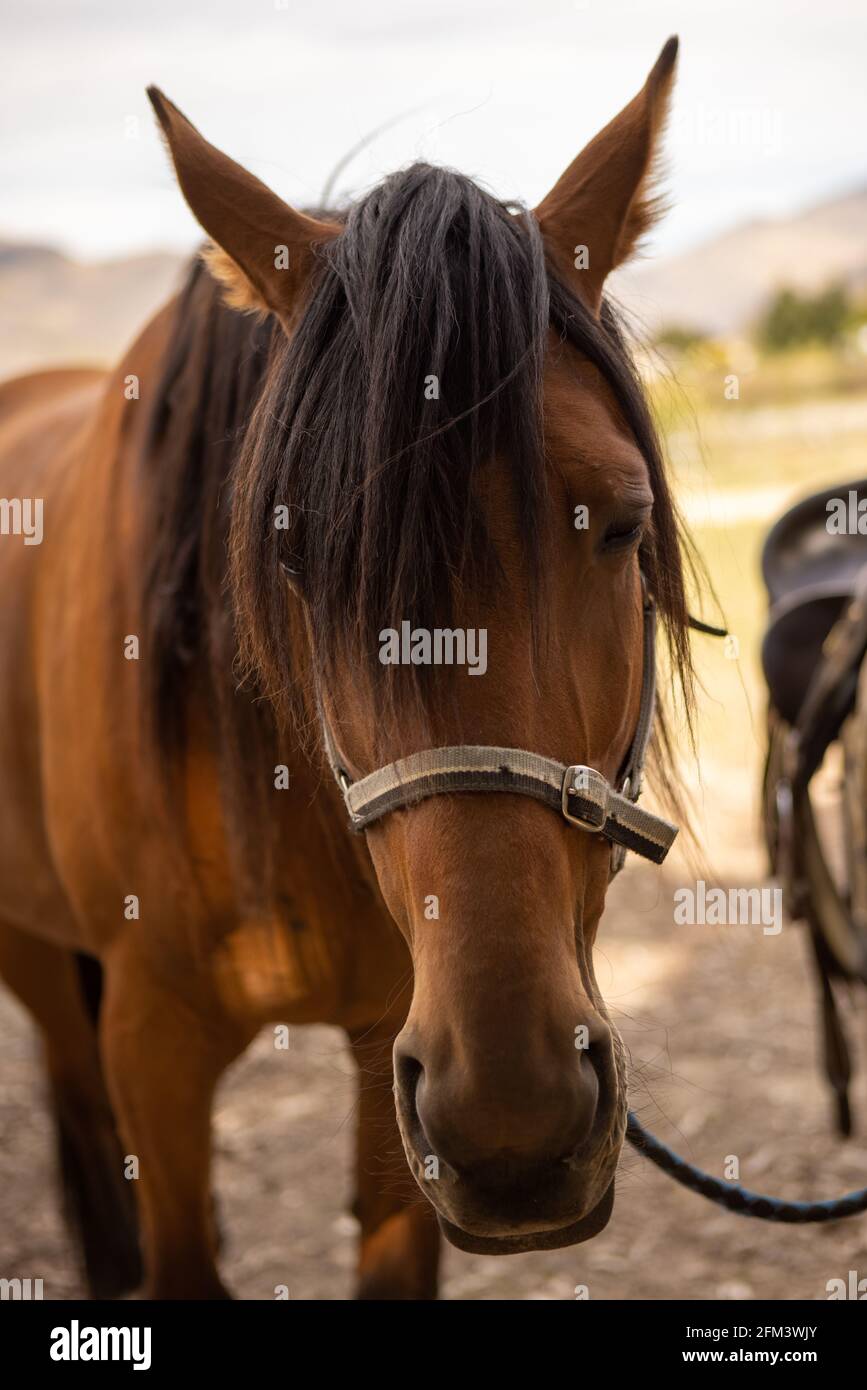 Trekking cavallo bridled e aspettando vicino Cromwell, Isola del Sud Nuova Zelanda Foto Stock