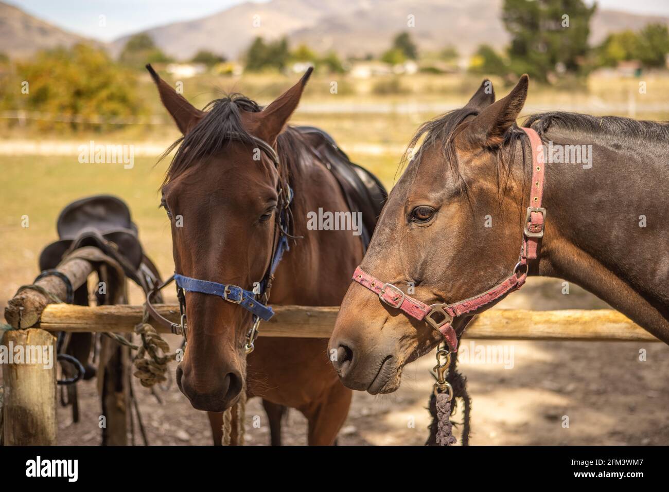 Trekking cavalli corrotti e in attesa vicino Cromwell, Isola del Sud Nuova Zelanda Foto Stock