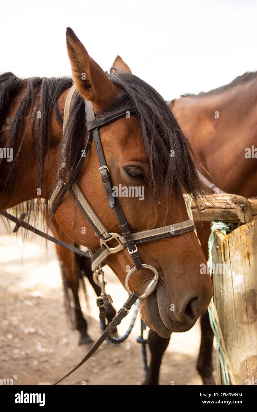 Cavalli da trekking con le redini e bit pronti e in attesa, Cromwell, Isola del Sud Nuova Zelanda Foto Stock