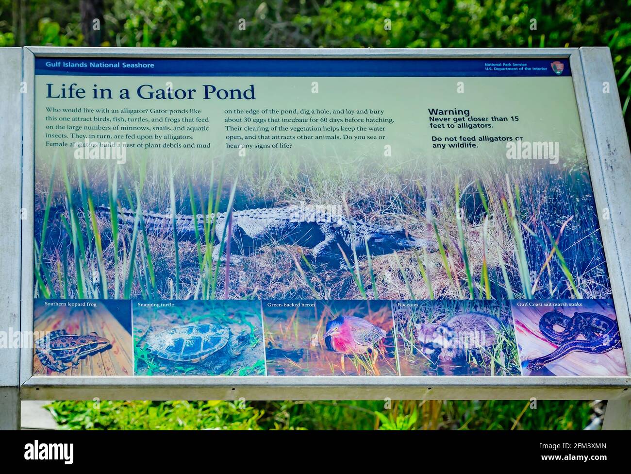 Un cartello fornisce ai visitatori informazioni sullo stagno degli alligatori nell'area di Davis Bayou del Gulf Islands National Seashore a Ocean Springs, Mississippi. Foto Stock