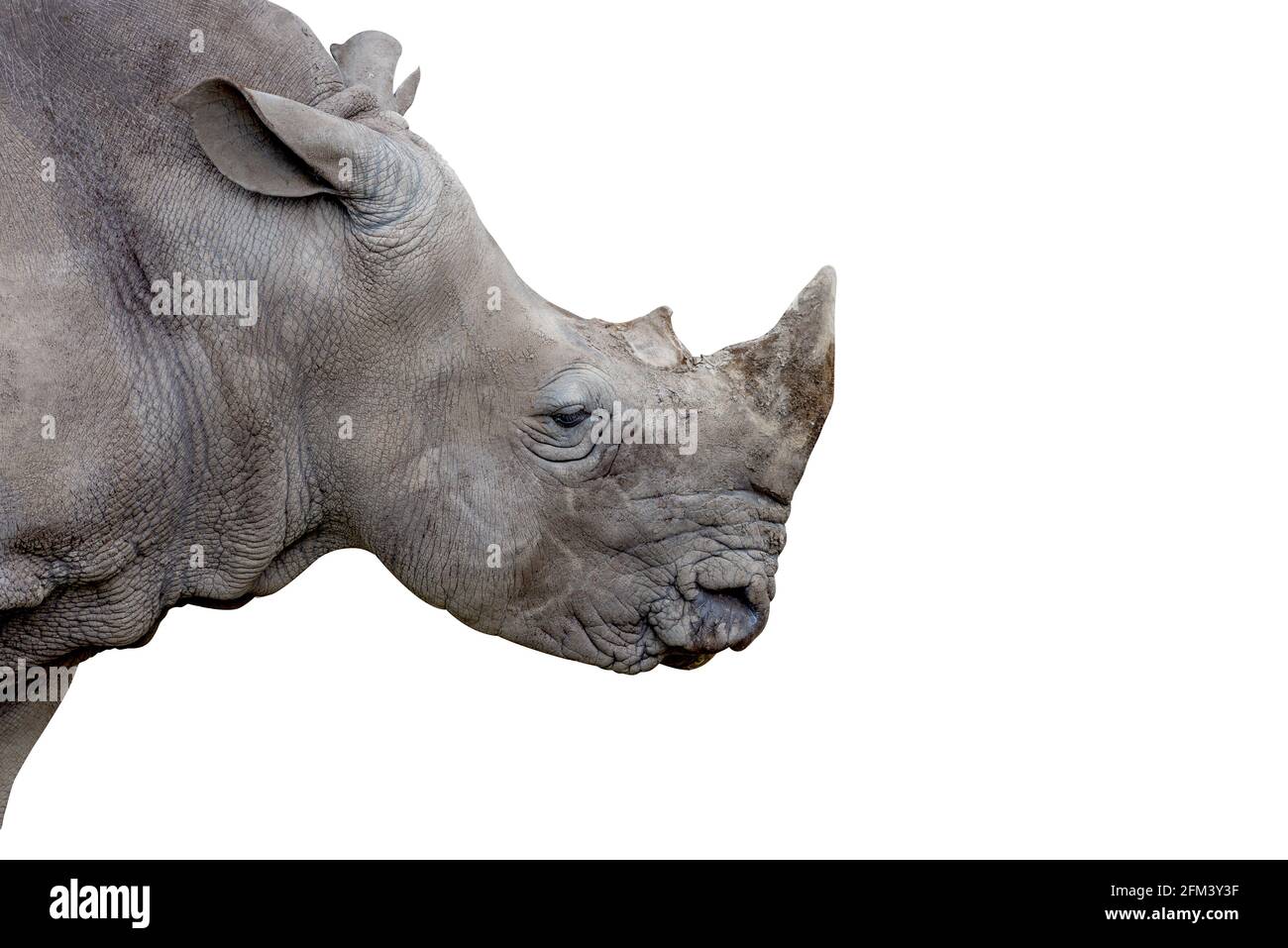 Testa di Rhino isolata e ravvicinata, vista laterale o profilo di Rhino grigio su sfondo bianco. Foto Stock