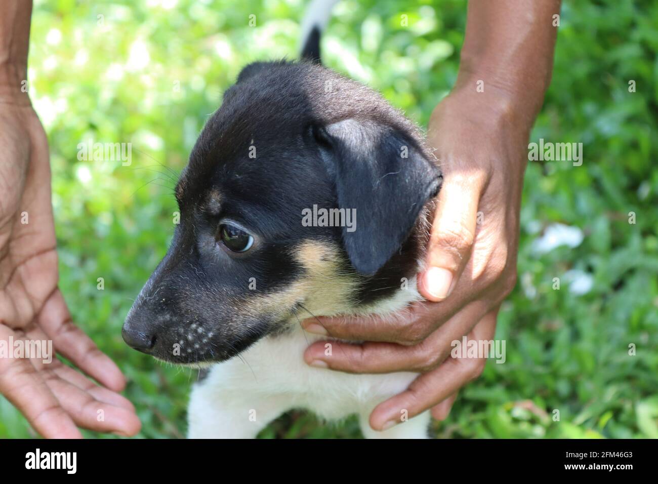 Cucciolo bianco e nero di due mesi dallo Sri Lanka, qui le paludi sono considerate come membri della famiglia anche i cani di strada sono nutriti da persone gentili nel paese Foto Stock