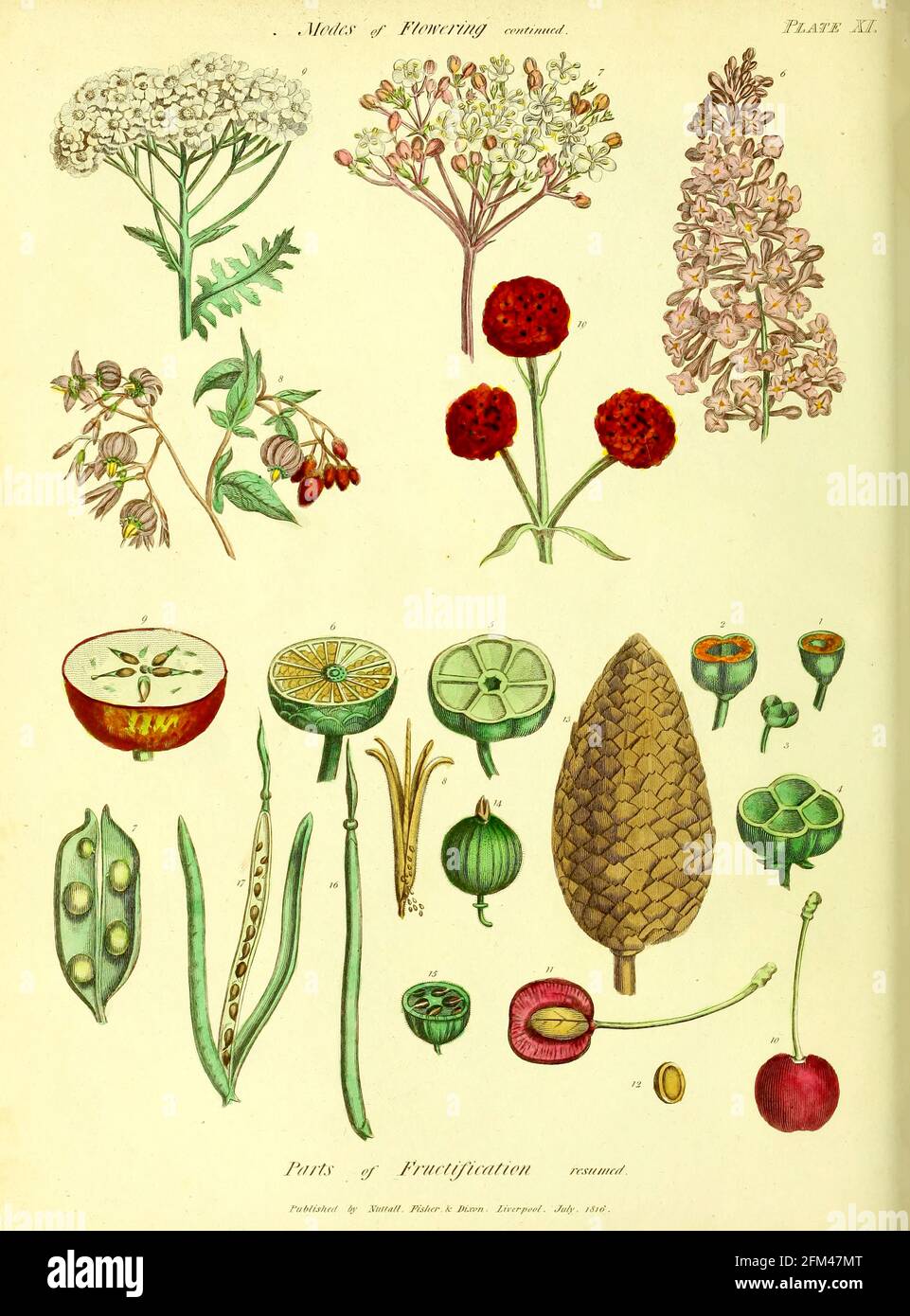 Modalità di fioritura da Vol 1 del libro l'erbe universale : o dizionario botanico, medico e agricolo : contenente un resoconto di tutte le piante conosciute nel mondo, disposte secondo il sistema Linneo. Specificando gli usi a cui sono o possono essere applicati da Thomas Green, pubblicato nel 1816 da Nuttall, Fisher & Co. A Liverpool e stampato presso la Caxton Press da H. Fisher Foto Stock