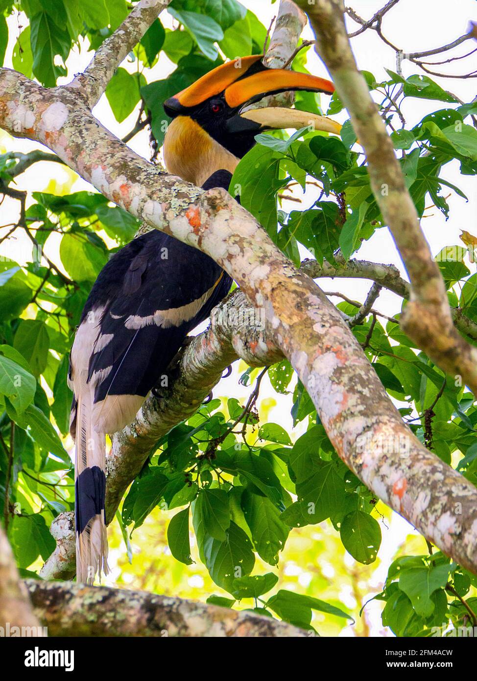 La grande hornbill (Buceros bicornis), conosciuta anche come la botola di cornuta concava, la grande botola indiana o la grande botola di cornuta in natura Foto Stock