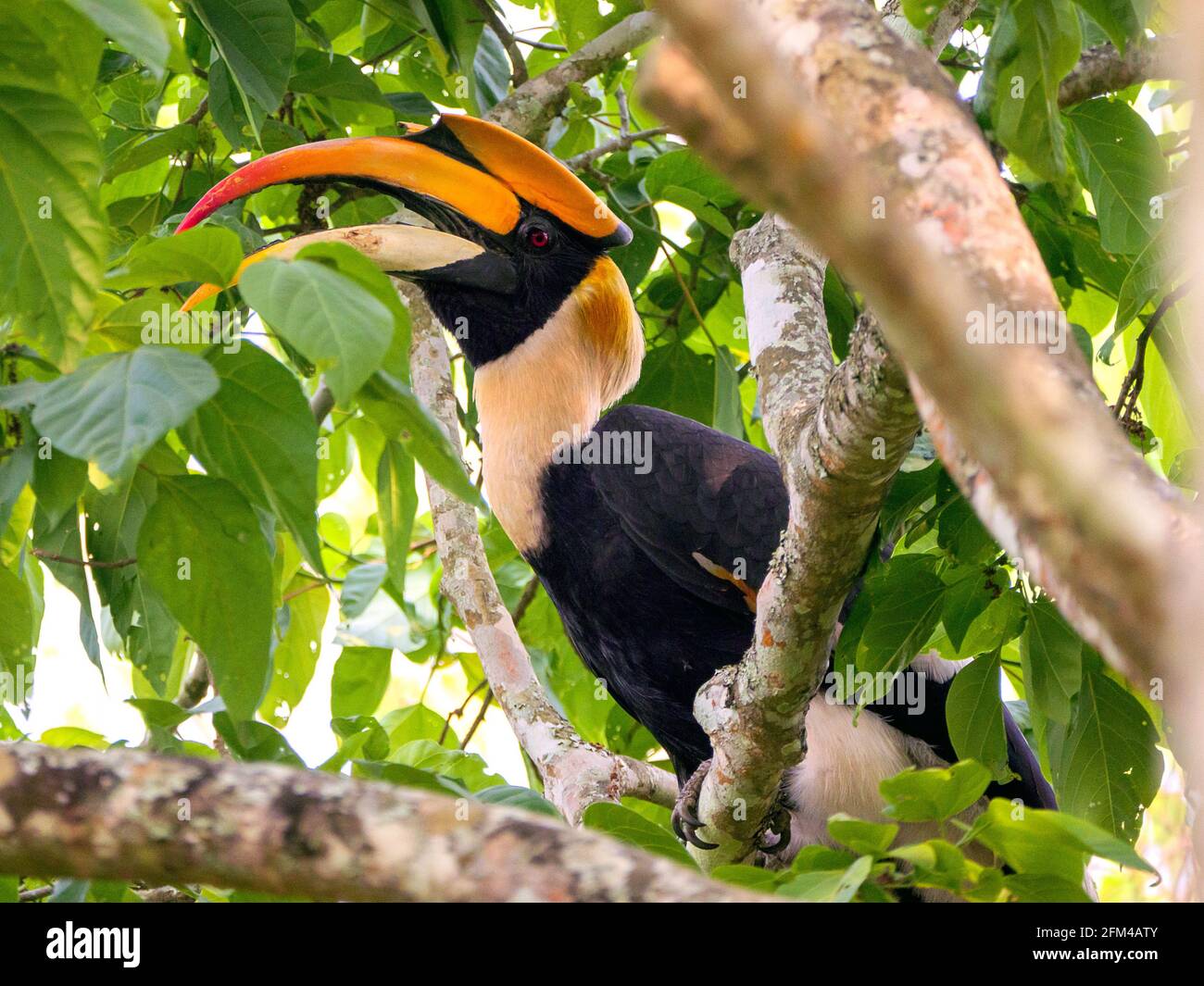 La grande hornbill (Buceros bicornis), conosciuta anche come la botola di cornuta concava, la grande botola indiana o la grande botola di cornuta in natura Foto Stock