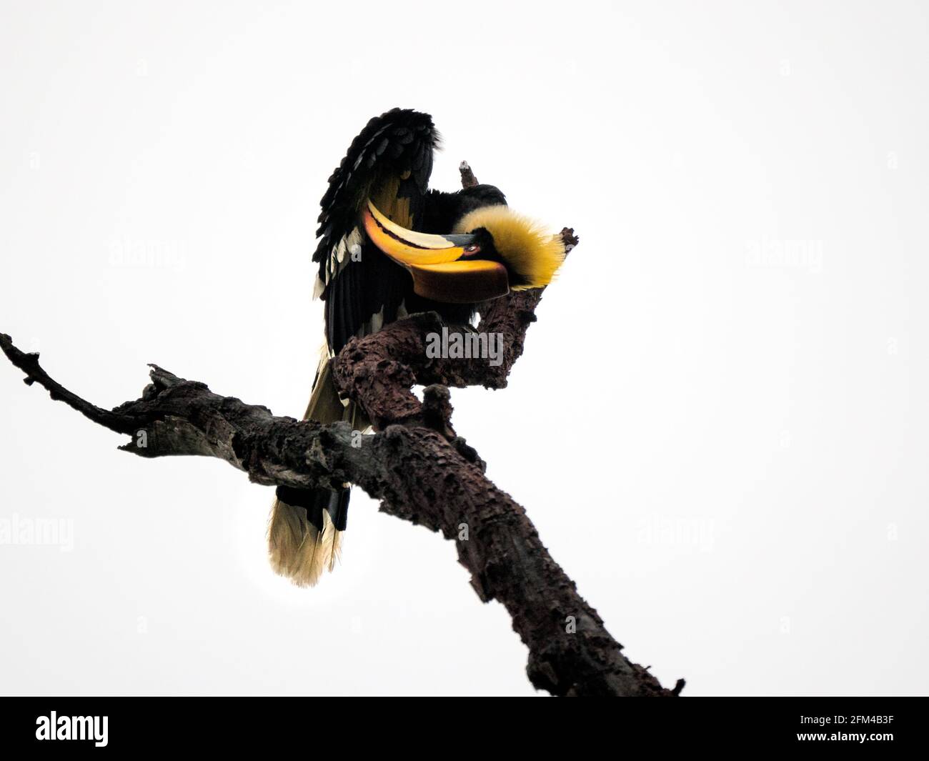 La grande hornbill (Buceros bicornis), conosciuta anche come la botola di cornuta concava, la grande botola indiana o la grande botola di cornuta in natura Foto Stock