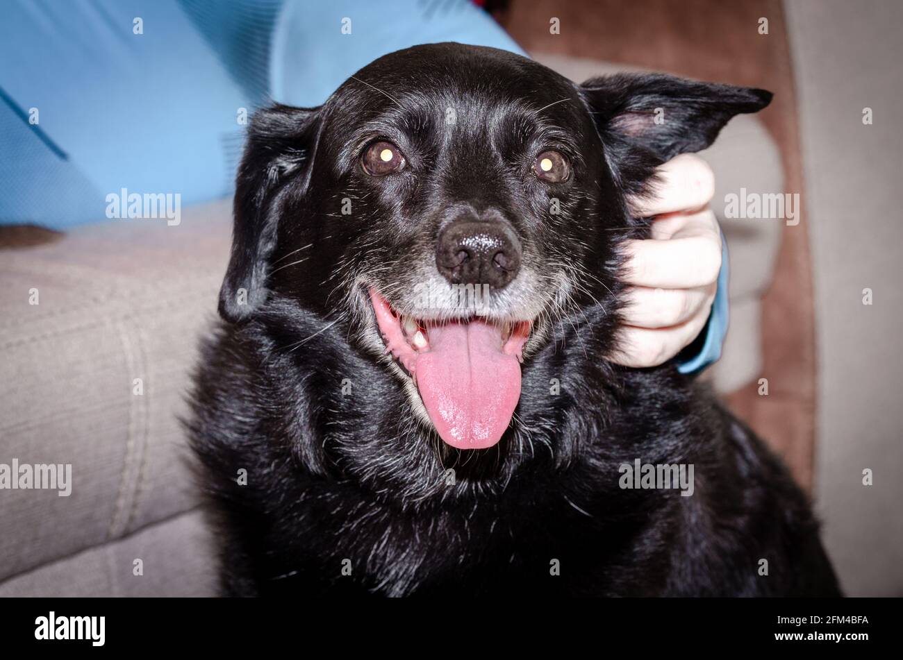 Ritratto di un cane anziano con museruola aperta e rosa lingua che sorride mentre il proprietario di hs gli batte l'orecchio Foto Stock