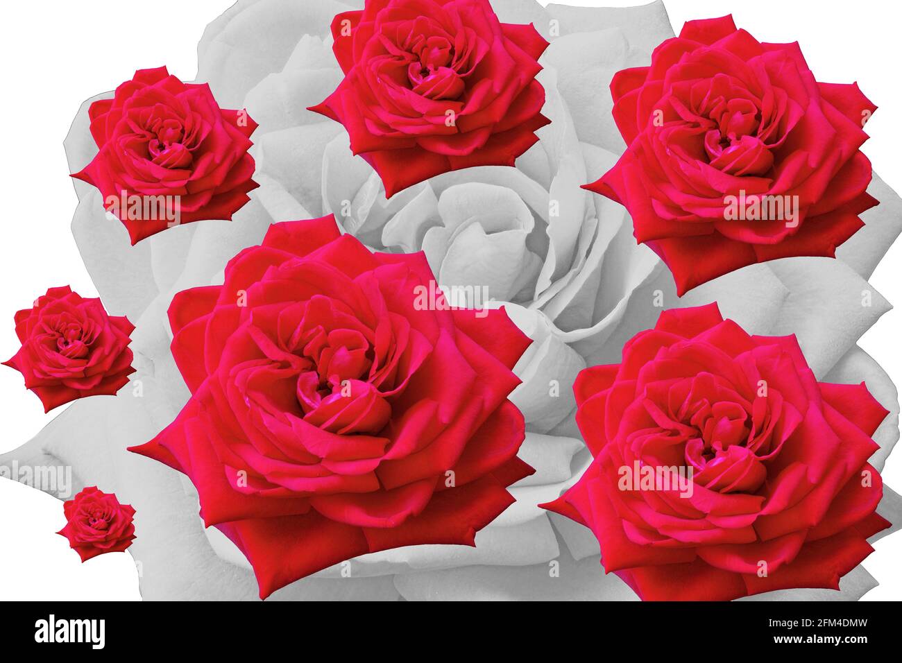 composizione con rosa rossa isolata e replicata in varie dimensioni Foto Stock