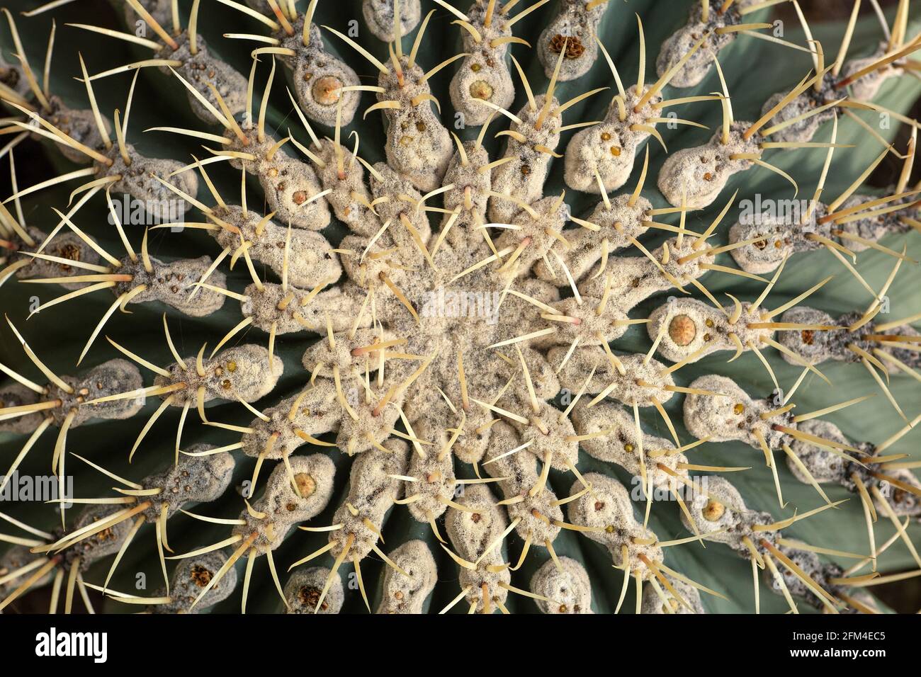 Primo piano di Cactus. Disegno e struttura di un ago di un cactus verde che cresce nel deserto o a casa. Concetto di houseplants. Foto di alta qualità Foto Stock