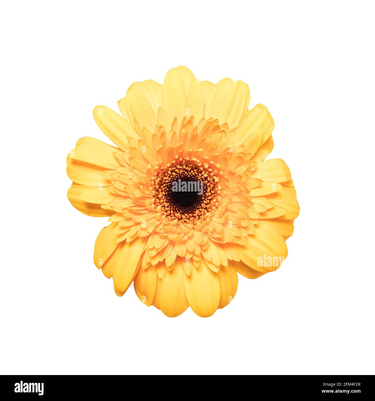 Gerbera rosa su sfondo bianco isolato. Elemento per la progettazione Foto Stock