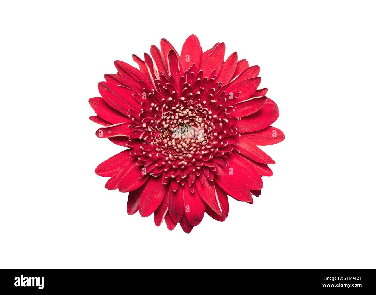 Gerbera rosa su sfondo bianco isolato. Elemento per la progettazione Foto Stock