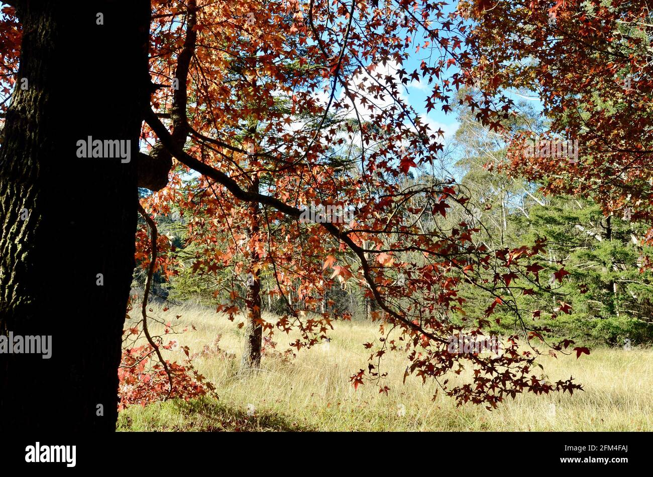 Un albero in un campo Foto Stock