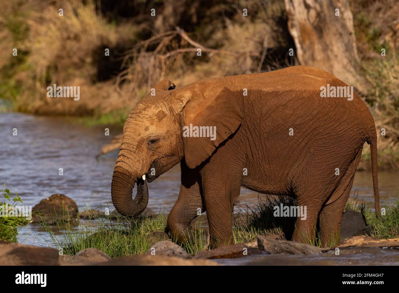 Giovane elefante che attraversa il fiume Foto Stock