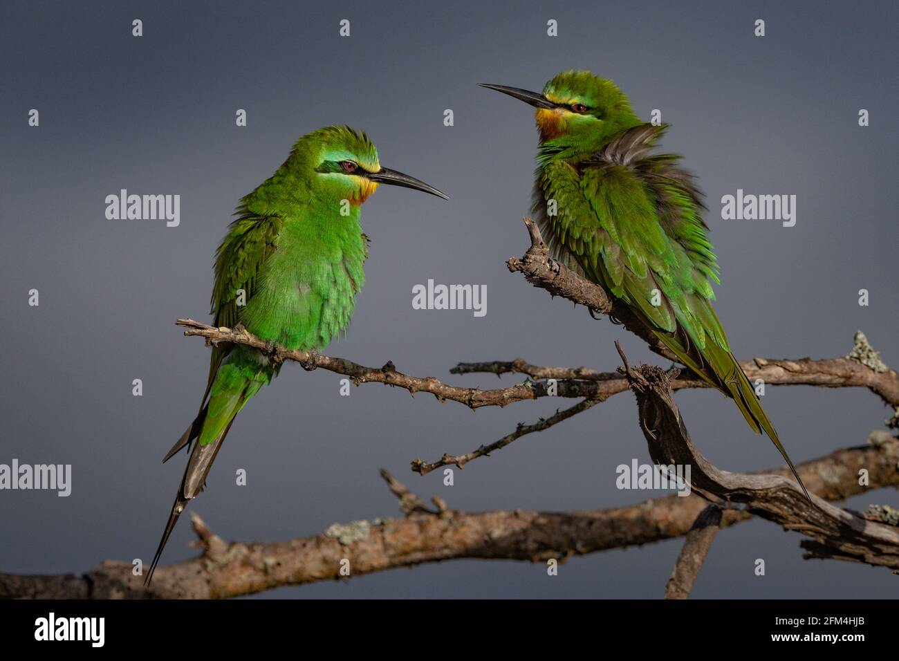 Bee-Eaters Laikipia, Kenya Foto Stock