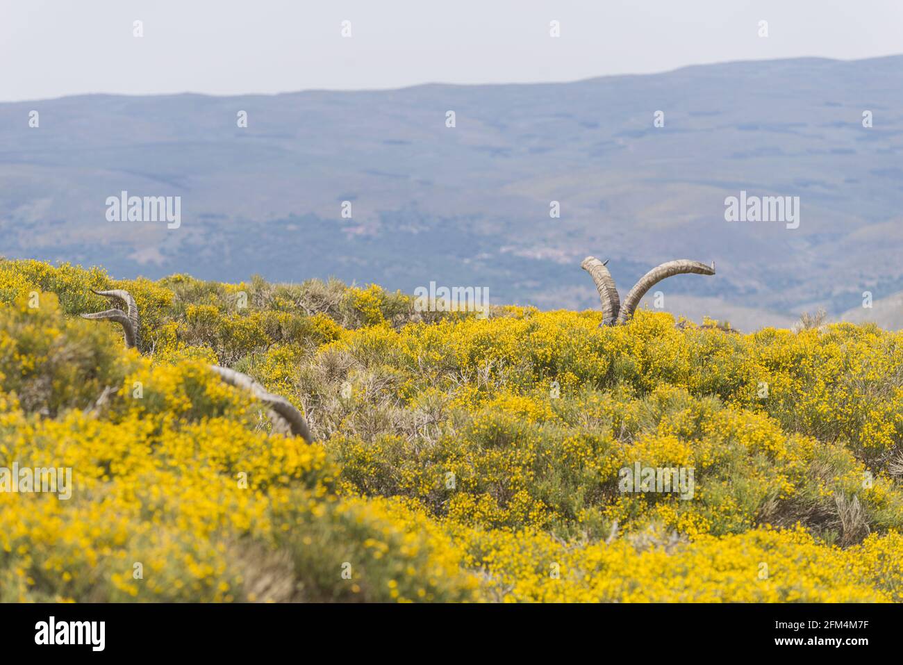 Grandi corna di capre di montagna in piedi nel campo giallo con piante lunghe in fiore Foto Stock