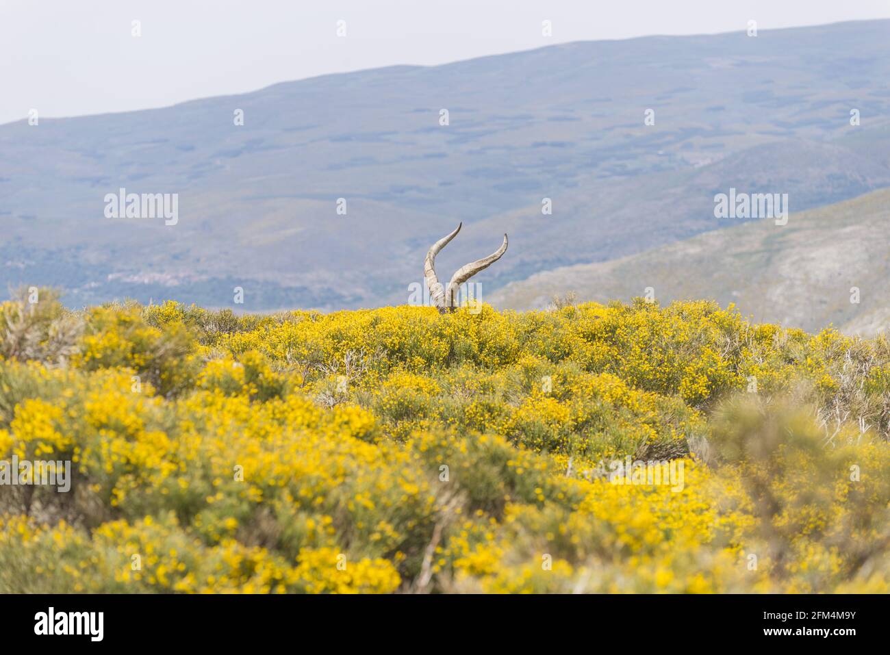 Corna grandi di una capra di montagna in piedi nel giallo campo con piante lunghe in fiore Foto Stock