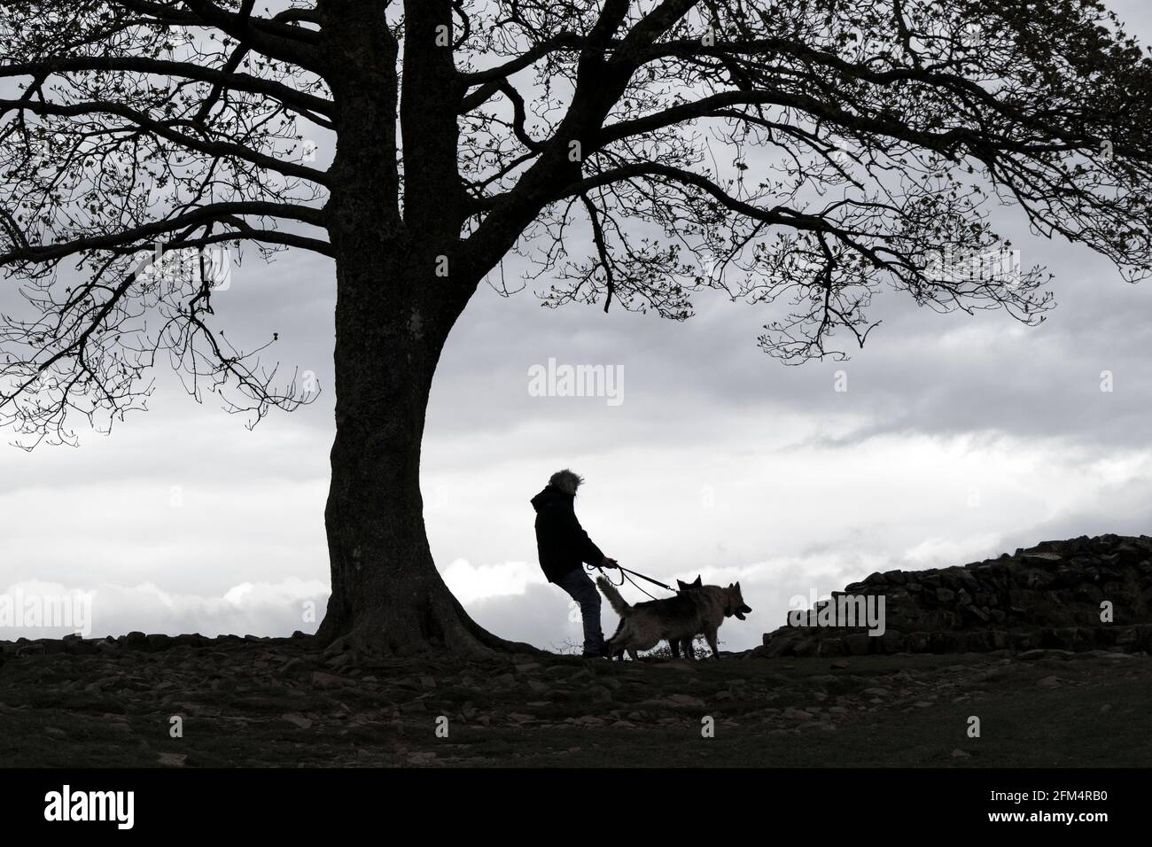 Dog Walker trainato da due cani silhouette sotto l'albero di Sycamore in Sycamore Gap, Hadrian's Wall, Northumberland, Regno Unito Foto Stock