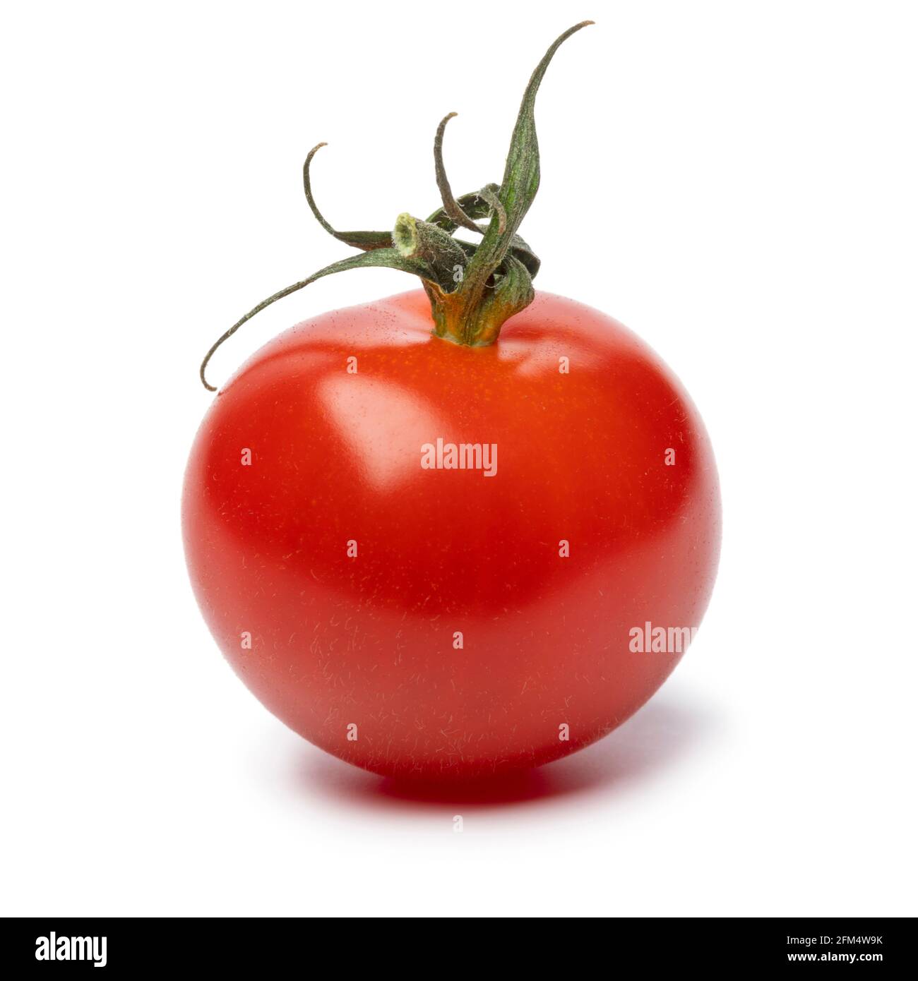 Singolo piccolo pomodoro di ciliegio rosso maturo da vicino isolato sopra sfondo bianco Foto Stock