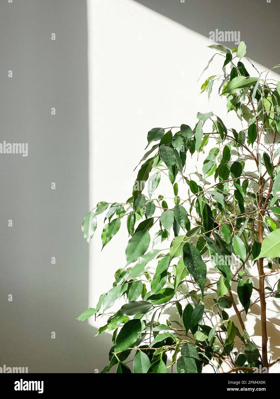 Casa decorativa pianta in vaso su sfondo bianco con luce naturale. Natura creativa sfondo. Giardinaggio concetto. Decorazione di interni domestici Foto Stock