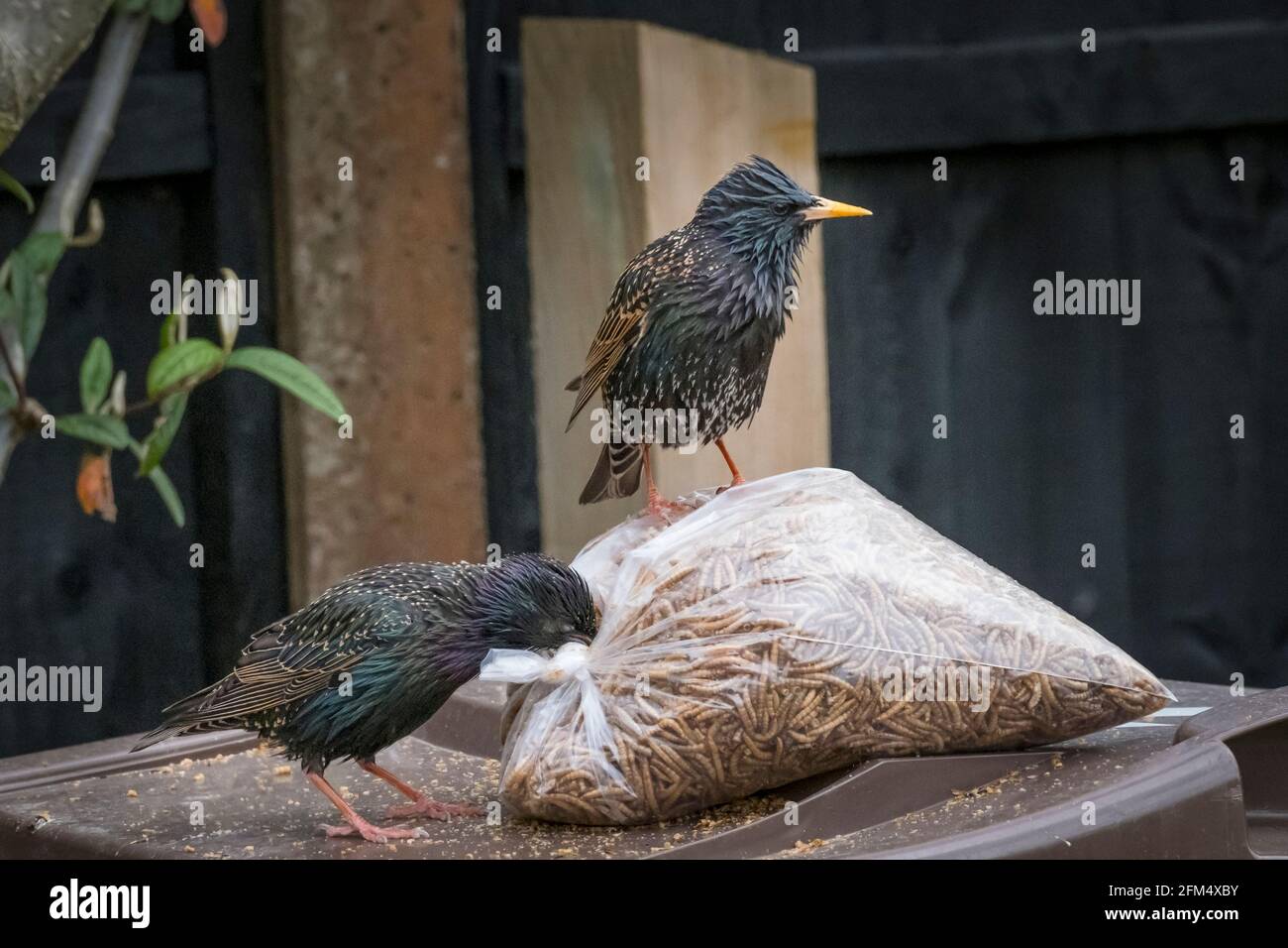 Un ladro di Starling e il suo belvedere. Foto Stock