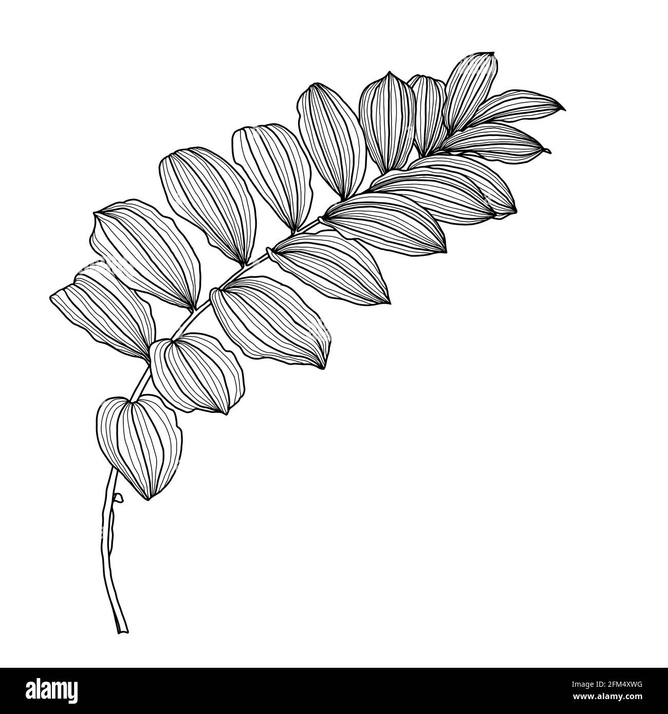 Disegno lineare di foglie di Kupena, noto anche come Solomons Seal Plant, isolate su sfondo bianco. Illustrazione vettoriale, elemento di disegno per biglietti, inviti, striscioni, stampe in stile line art. Illustrazione Vettoriale