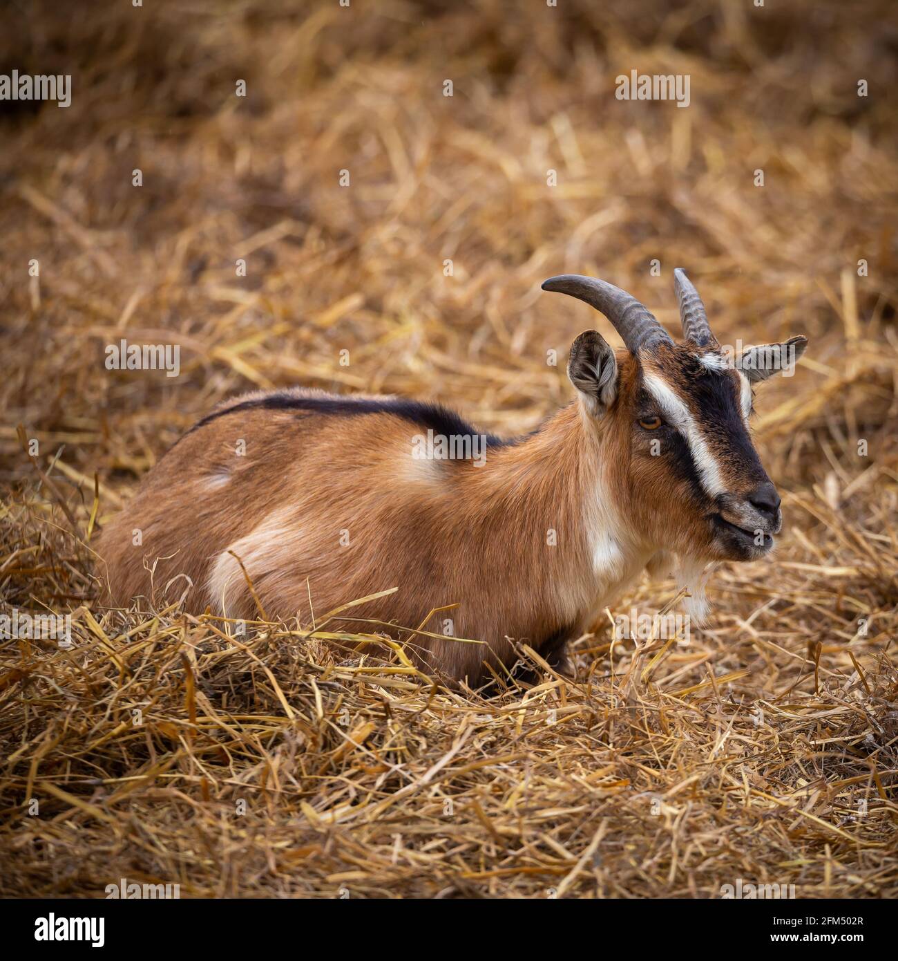 Una capra che giace pigramente nel fieno nel cortile. Foto scattata in una giornata nuvolosa, luce soffusa. Foto Stock