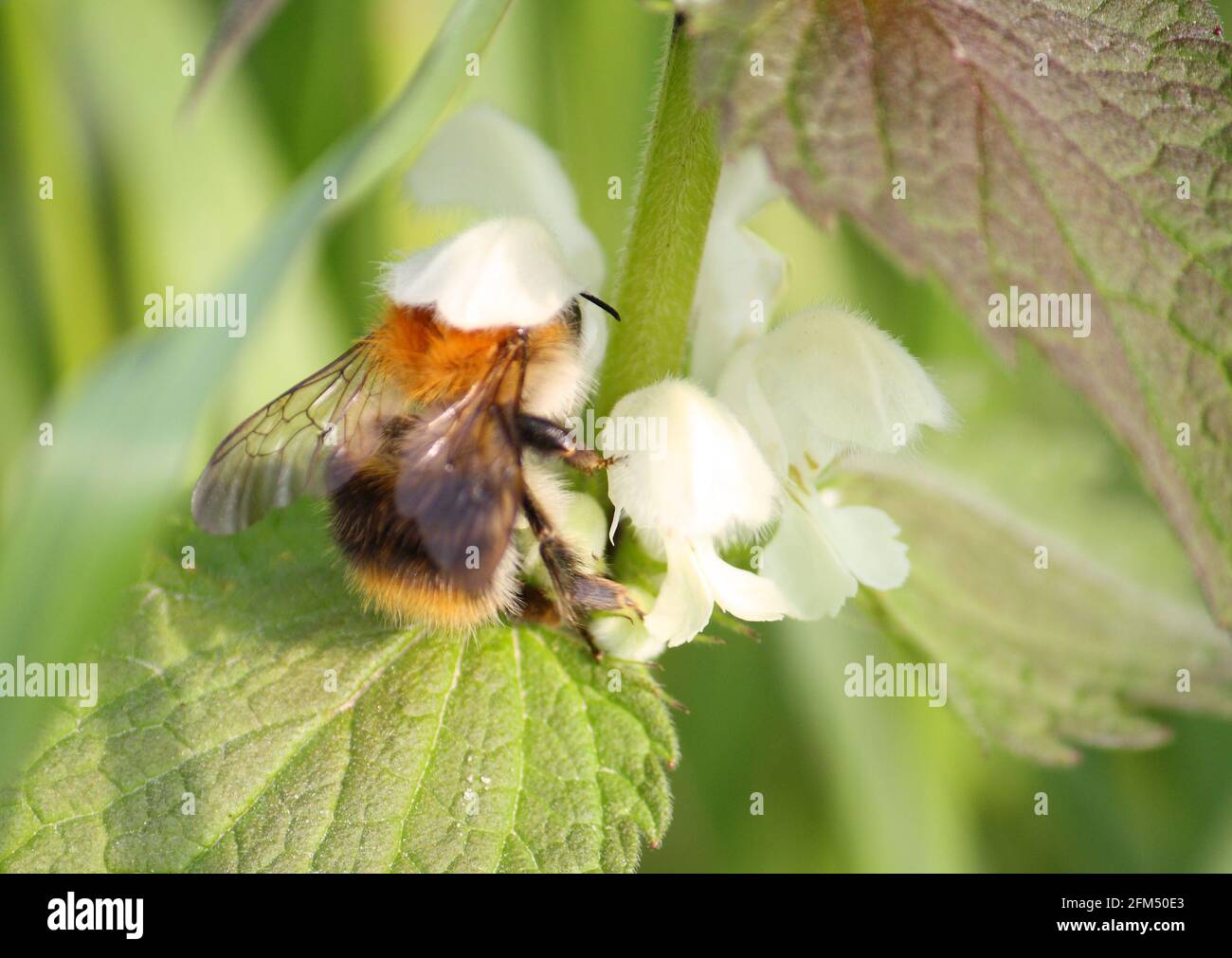 Un'ape comune del carder (un tipo di Bumblebee, Bombus pascuorum) che raccoglie nettare e polline dai fiori bianchi di una pianta di ortica in primavera. Foto Stock