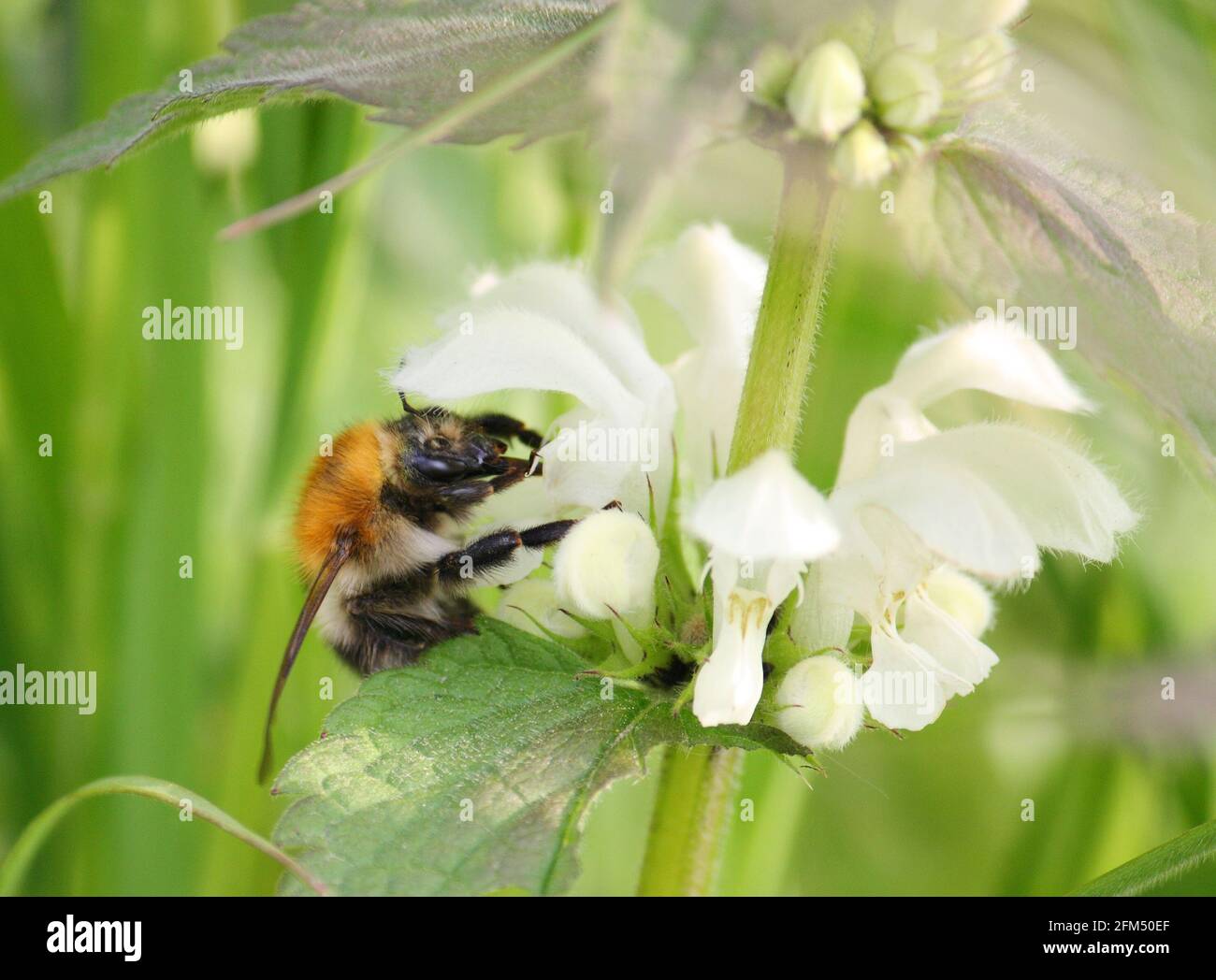 Un'ape comune del carder (un tipo di Bumblebee, Bombus pascuorum) che raccoglie nettare e polline dai fiori bianchi di una pianta di ortica in primavera. Foto Stock
