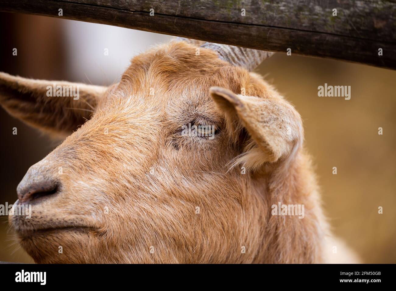 Ritratto di una capra che si stacca fuori la sua testa da dietro una recinzione di legno. Foto scattata in una giornata nuvolosa, luce soffusa. Foto Stock