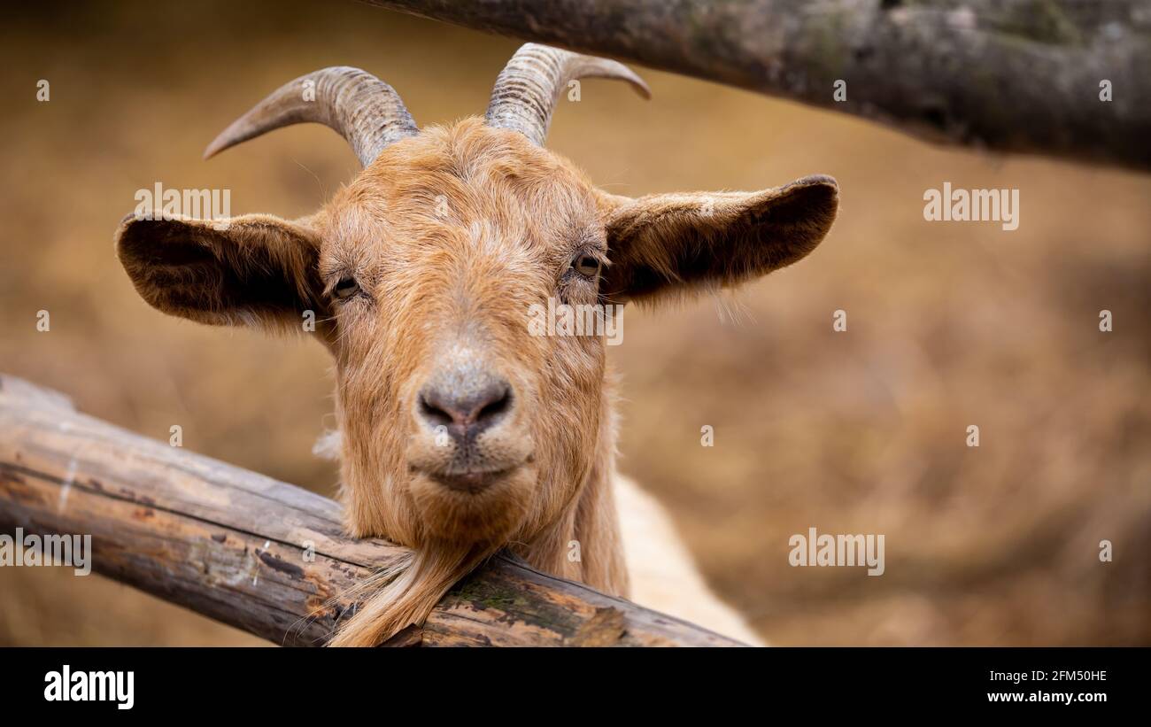 Ritratto di una capra che si stacca fuori la sua testa da dietro una recinzione di legno. Foto scattata in una giornata nuvolosa, luce soffusa. Foto Stock