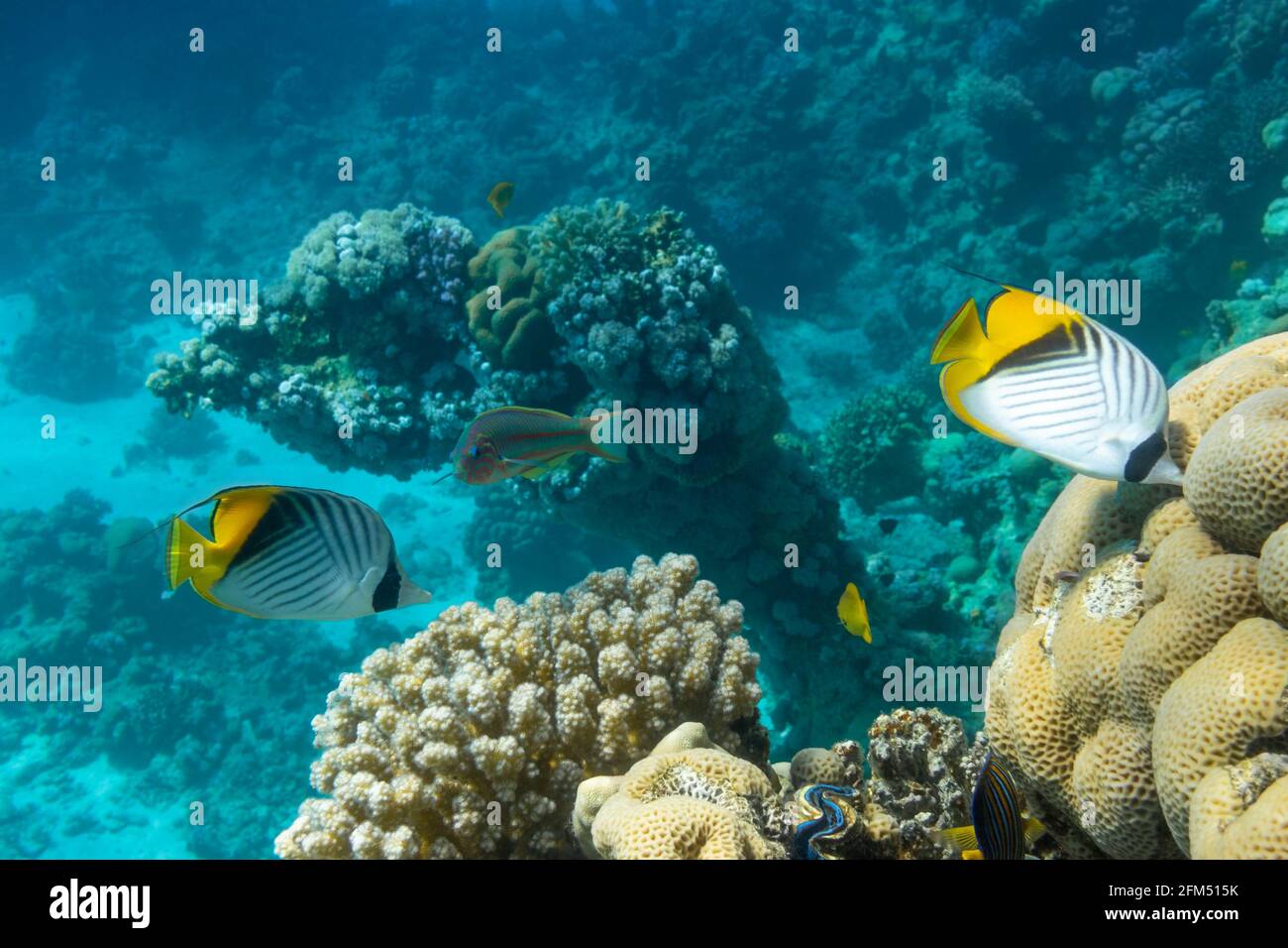 Pesce farfalla vicino alla barriera corallina nell'oceano. Frittella con strisce nere, gialle e bianche. Pesci tropicali colorati nel Mar Rosso, Egypt Foto Stock