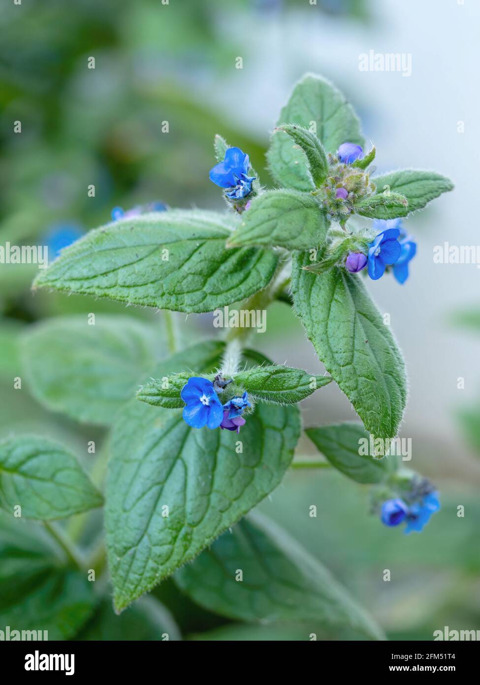 Green Alkanet aka Pentaglottis sempervirens. Foto Stock
