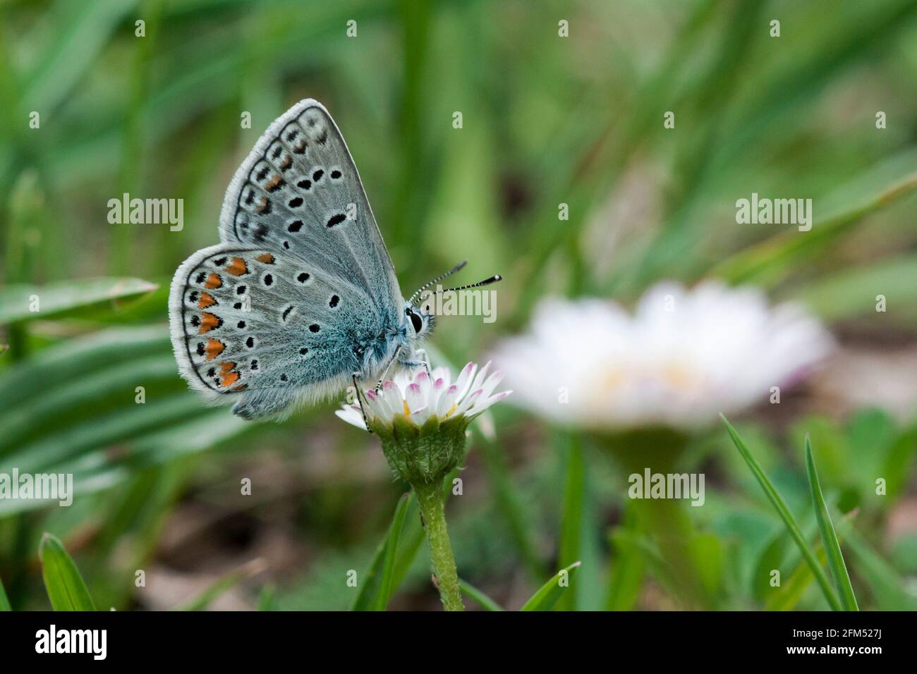 Farfalla blu Foto Stock