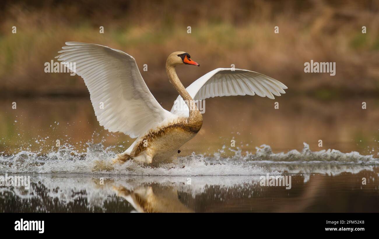 Mute atterraggio cigno su acqua spruzzi in primavera natura Foto Stock