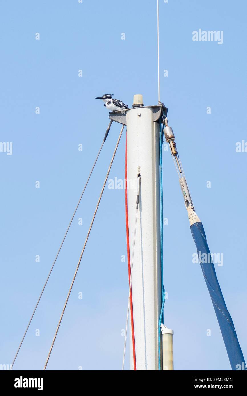 Un kingfisher pied seduto su un palo della nave in una giornata limpida e soleggiata. Foto Stock