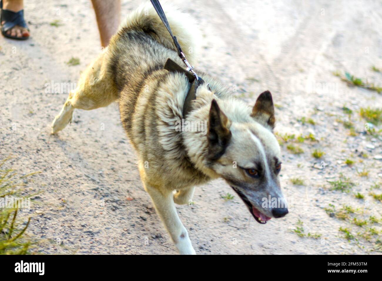 Defocalizzare primo piano cane da caccia siberiano occidentale Laika, una  razza correlata di Husky, sul guinzaglio